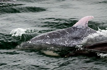 001---Bottlenose-dolphin---Baines&Reichelt---MM7 2604