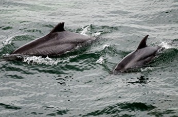 001---Bottlenose-dolphin---Baines&Reichelt---MM7 2600