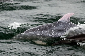 001---Bottlenose-dolphin---Baines&Reichelt---MM7 2604