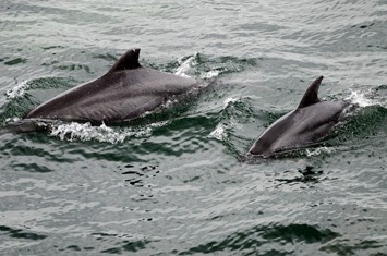 001---Bottlenose-dolphin---Baines&Reichelt---MM7 2600