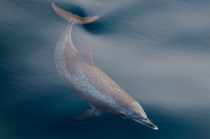 011---Atlantic-spotted-dolphin---MEB 5494