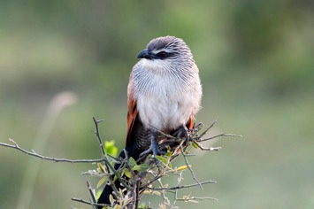 020---MEB 1592---cropped