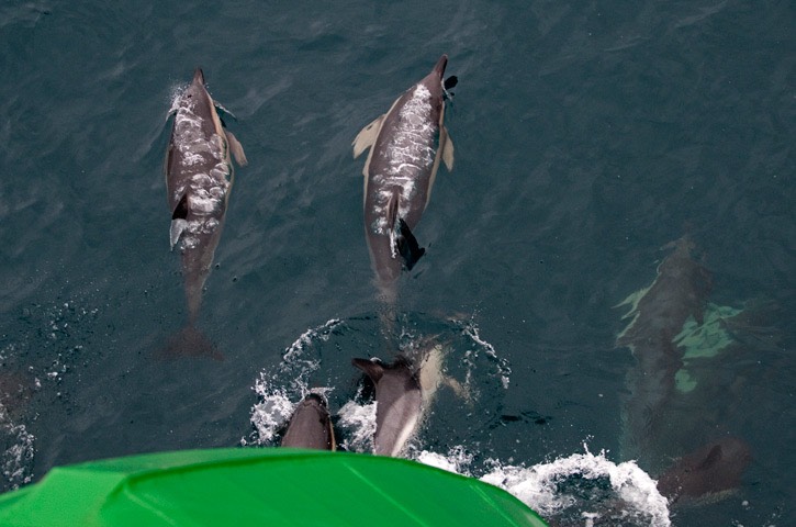 025---Short-beaked-common-dolphin---MAR 8650