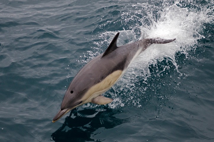 025---Short-beaked-common-dolphin---MM7 9360