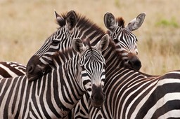 Mammal species list Kenya 2011