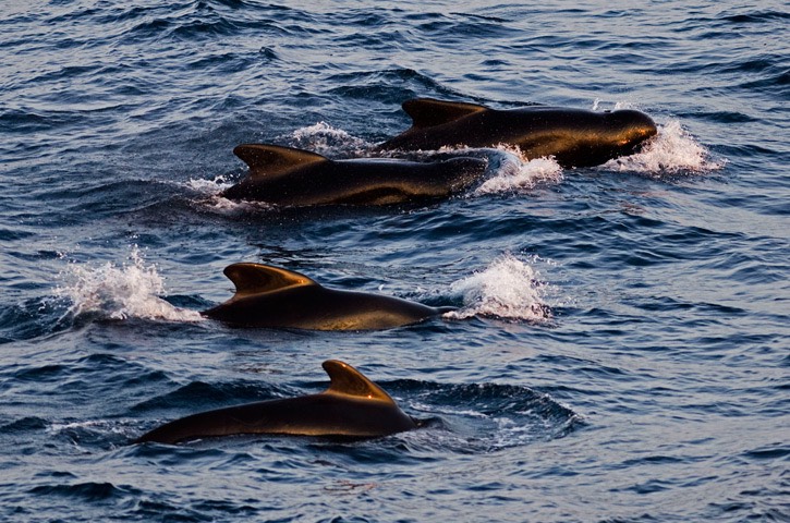 031---Long-finned-pilot-whale---MM7 9760