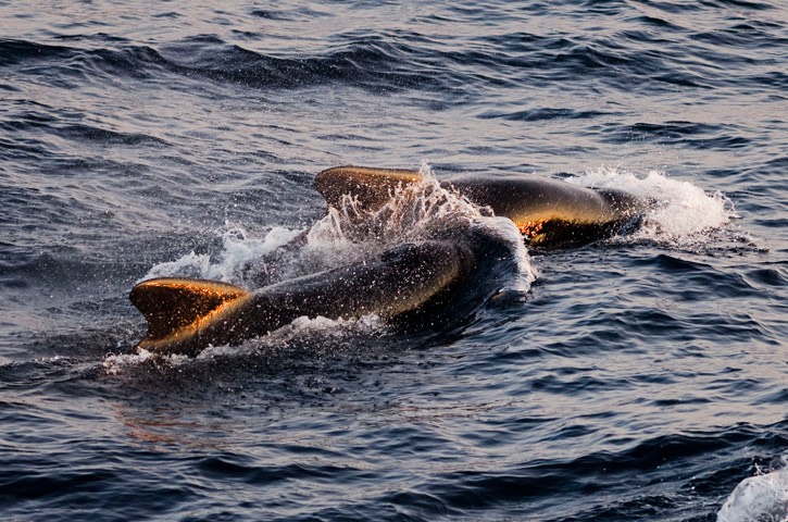 031---Long-finned-pilot-whale---MM7 9773