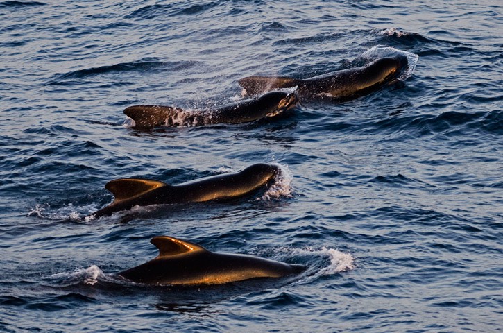 031---Long-finned-pilot-whale---MM7 9759