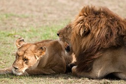 Part 1: Spain - Nairobi - Masai Mara - Nairobi