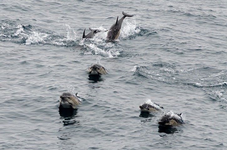 043+044---Short-beaked-common-dolphin---MM7 0327