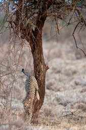 068---MEB 2745---cropped