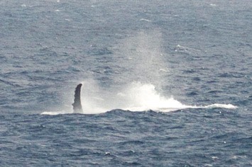 117---Humpback-whale---MM7 8836