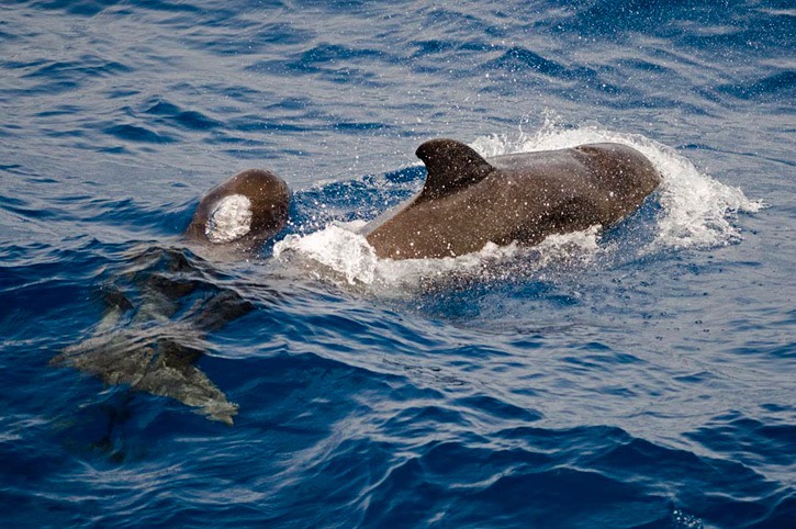 120---Short-finned-pilot-whale---MM7 8921