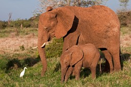 Part 3: Samburu / Buffalo Springs - Nakuru