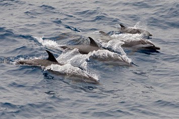128---Pantropical-spotted-dolphin---MM7 9092