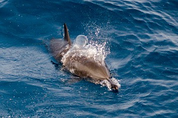 131---Spinner-dolphin---MM7 9461