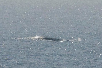 140---Blue-whale---MM7 9689