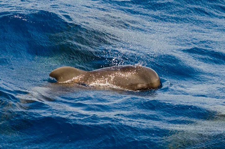 153---Short-finned-pilot-whale---MM7 9765