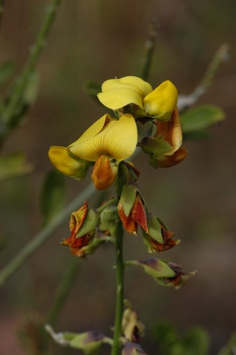 207 WA04B 01157