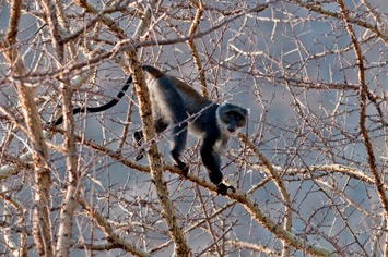 218---MEB 4887---cropped