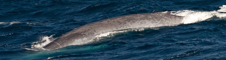 238---Blue-whale---MM7 3052-panorama