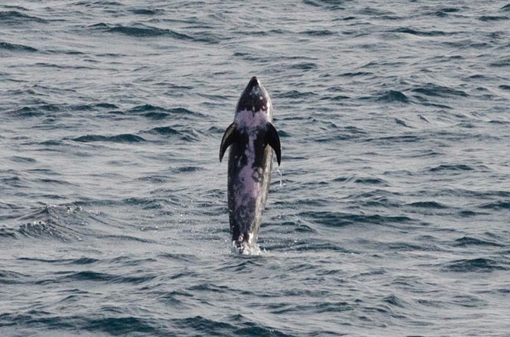 53---Risso's-dolphin---MM7 6723