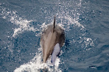 67---Bottlenose-dolphin---MM7 7213