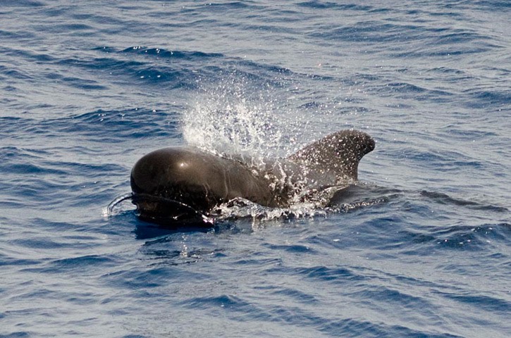 72---Short-finned-pilot-whale---MM7 7500