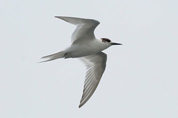 Arctic-tern---MEB 2630