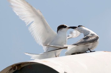 Arctic-tern-aggro-MEB 3085