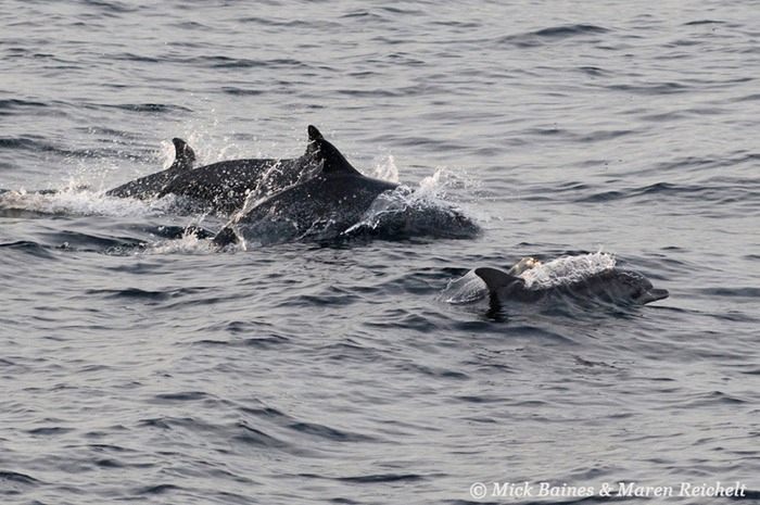 Atlantic--spotted MEB 0767-copy