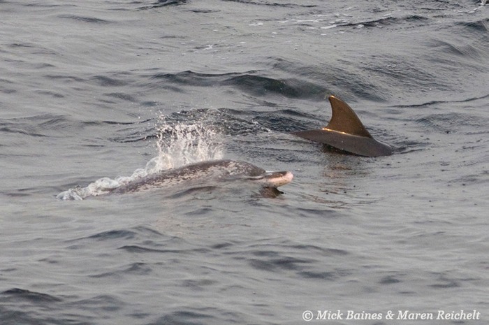 Atlantic-spotted-MEB 0753-copy