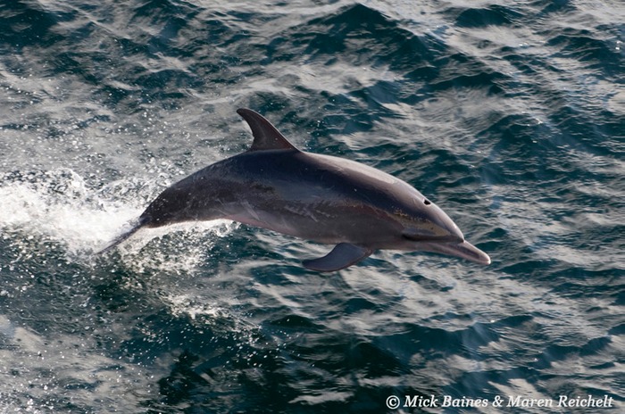 Atlantic-spotted-MEB 1681-copy