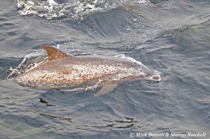 Atlantic-spotted MEB 0761-copy