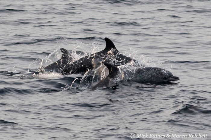 Atlantic-spotted MEB 0766-copy