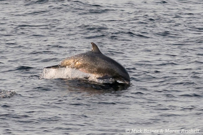 Atlantic-spotted MEB 0782-copy