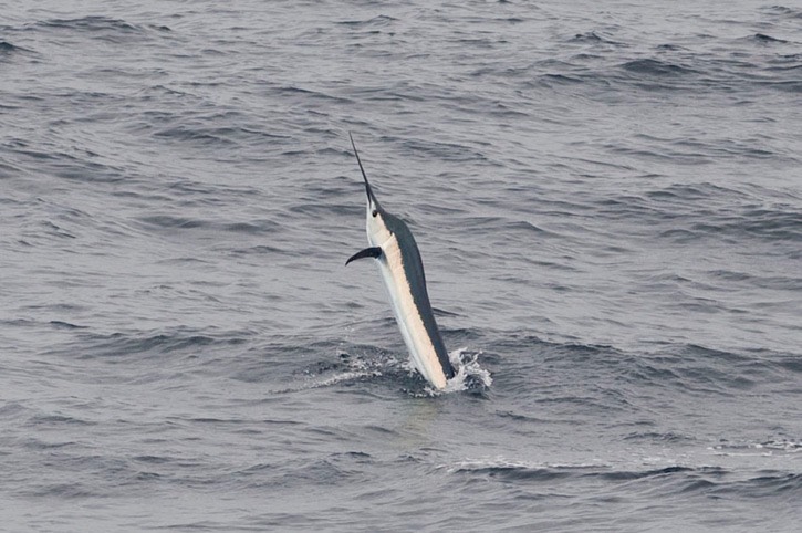 Billfish---MEB 8377-large
