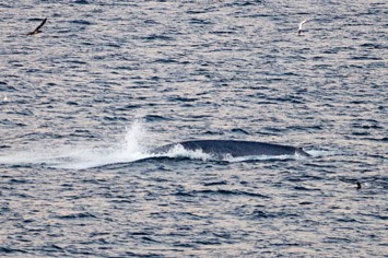 Blue-whale---MM7 0891