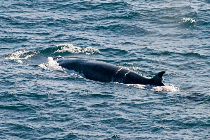 Bryde's sei-whale---MAR 6831