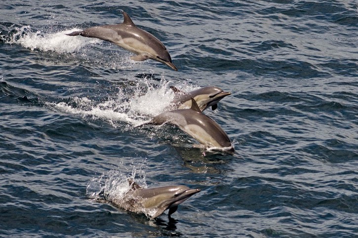 Common-dolphin---MM7 0949