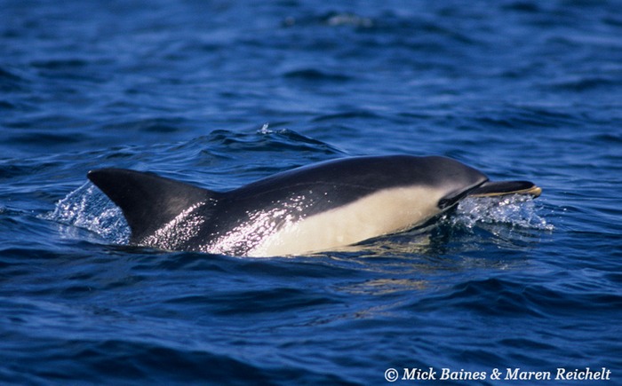 Common-dolphin-copy