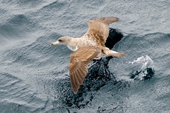 Cory's-shearwater---MM7 2890 1