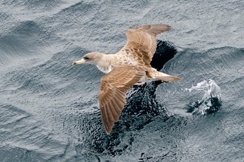 Cory's-shearwater---MM7 2890 1