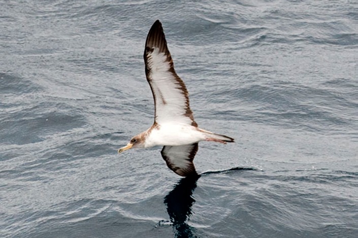 Cory's-shearwater-cutting-through-the-water---MEB 7457