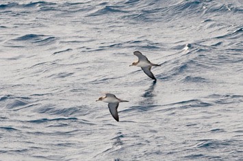 Cory's-shearwaters---MEB 5778