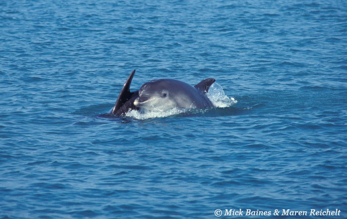 Dolphin-MB-20mb-copy