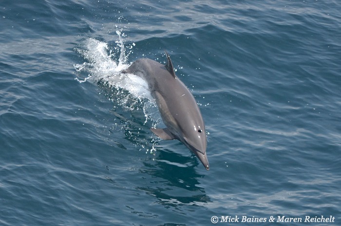 DSC 9214-cropped-copy