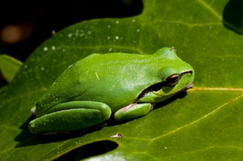 Froggie-1---MAR 4258