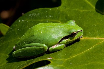 Froggie-1---MAR 4258