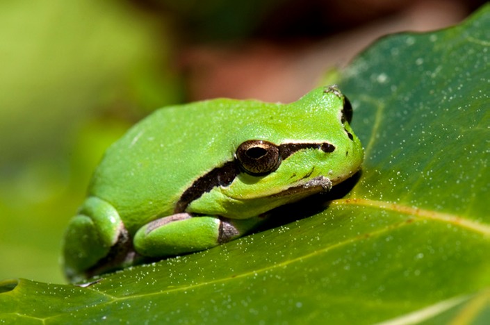 Froggie-large-MAR 4284